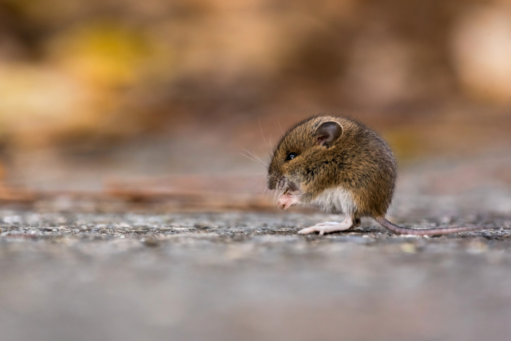 Juvenile Wood Mouse