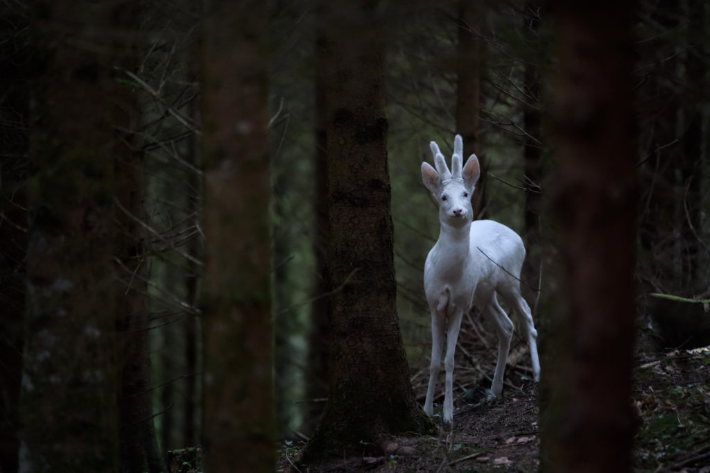 Albino Roe Deer Buck