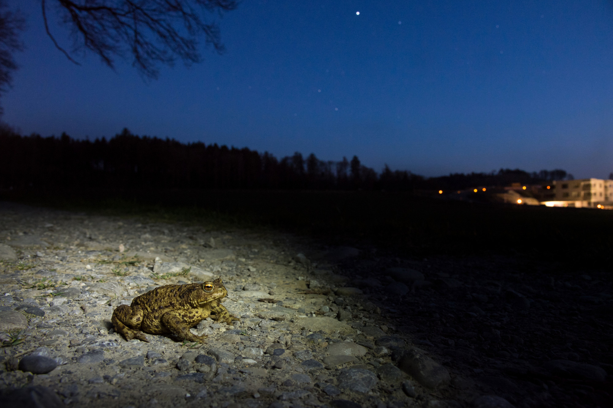 European Toad